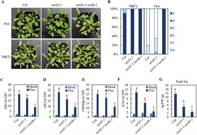 LAZARUS 1 functions as a positive regulator of plant immunity and systemic acquired resistance